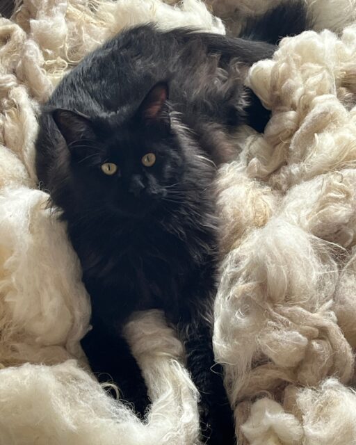 Quand ton assistant décide de ne pas t’assister du tout 😄

J’étais prête à carder une belle laine toute fraîche, lavée et séchée au soleil…
et voilà que monsieur l’assistant a trouvé que c’était l’endroit parfait pour une petite sieste !
Difficile de lui en vouloir après tout, qui n’aurait pas envie de se blottir dans un nuage de douceur comme celui-là ?🥰
J’avoue, moi aussi, j’ai eu envie de m’y plonger ! 

J’en profite pour partager le travail d’une élève ayant suivi l’atelier fuseau. Grâce à son kit, elle a continué à filer chez elle et le résultat est superbe !
Comme elle, je suis fière de voir la laine de Gironde trouver une nouvelle maison et une nouvelle vie.

Dernière photo : un échantillon de laine transformée pour une cliente.

Les trois rangs crème proviennent d’un mouton Suffolk croisé, et le dernier rang en brun est en Ouessant.
Chaque toison a été travaillée séparément pour obtenir différents degrés de texture et de douceur de quoi inspirer de multiples projets uniques 🐑✨

#lainedebordeaux #lainelocale #lainedegironde #knitaddict #tricotaddict #handspinning #filagefuseau #wool #laine