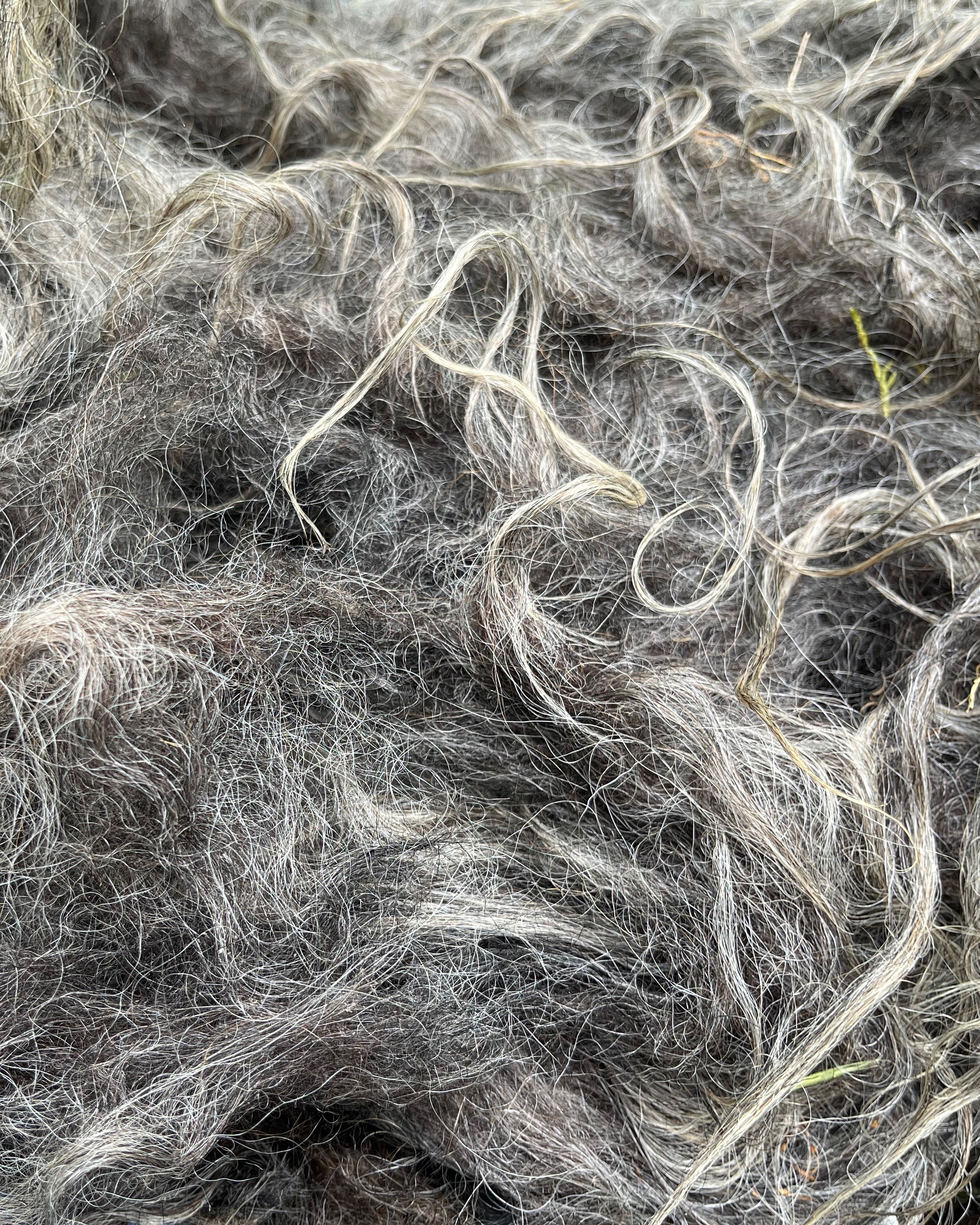 Envie de découvrir l’authenticité de la laine de Gironde ?
 Rendez-vous à la Fête Champêtre de @ville_de_bassens , où je serai présente pour vous proposer des ateliers d’initiation au filage 🧶

Vous y trouverez aussi à la vente :
	•	de la fibre 🐏
	•	des écheveaux
	•	des kits d’initiation au filage au fuseau
	•	et quelques autres surprises…

Alors, à samedi après-midi !

Plus d’infos en bio et sur le post de la Fête Champêtre.

#lainedebordeaux #ville_de_bassens